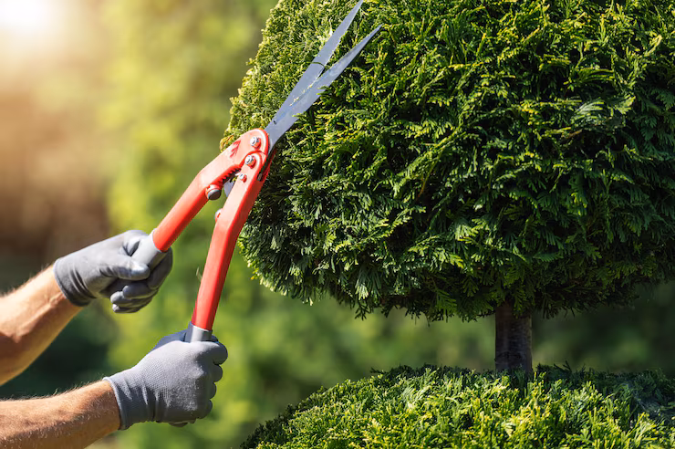 pruning-shaped-green-hedge-revealing-sunlit-garden-background_1426-25434